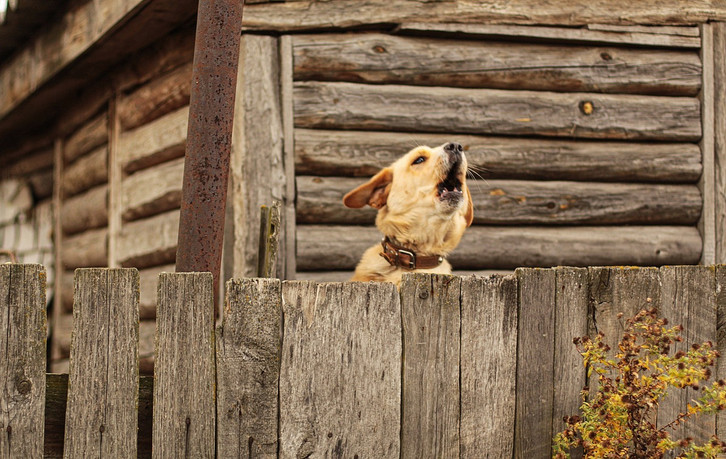 Hundefreundlicher Garten: Eine Checkliste mit den 7 wichtigsten Punkten -  Utopia.de