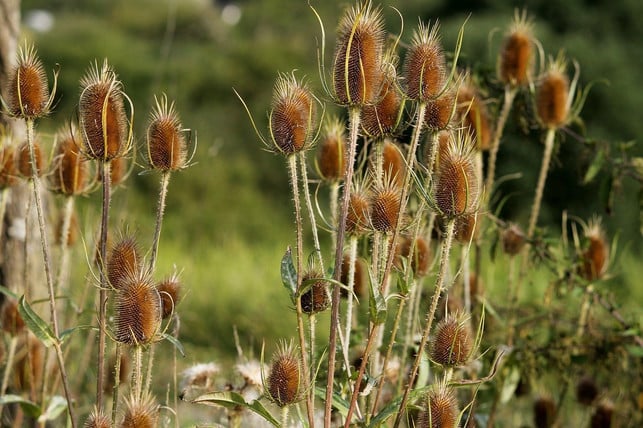 wichtig-bei-der-pflege-der-wilden-karde-ist-die-fe-cc0-pixabay-manfredrichter-200914_download Wichtig bei der Pflege der Wilden Karde ist die Feuchtigkeitszufuhr.