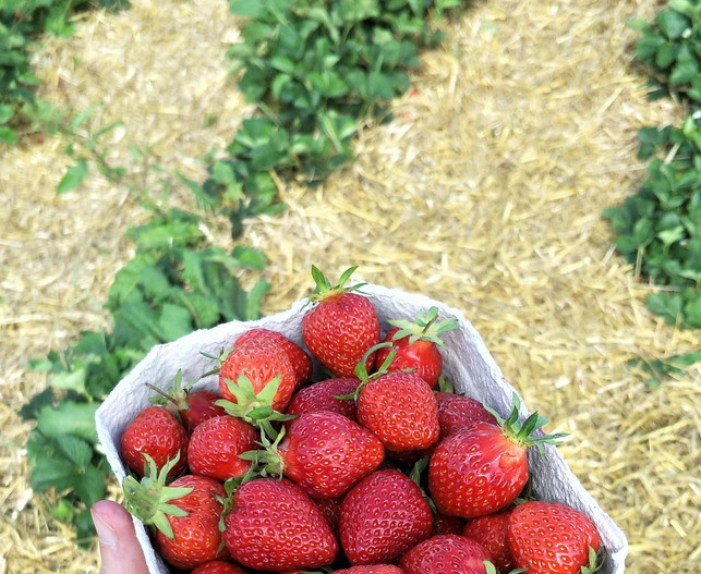 achte-beim-erdbeeren-duengen-auf-den-richtigen-zeit-sven-christian-schulz-utopia-191012_download Achte beim Düngen der Erdbeeren auf den richtigen Zeitpunkt.