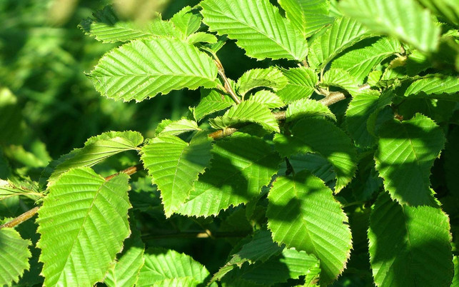 Primaklima Waldschutz