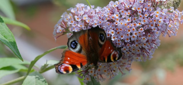 Schmetterlingsflieder