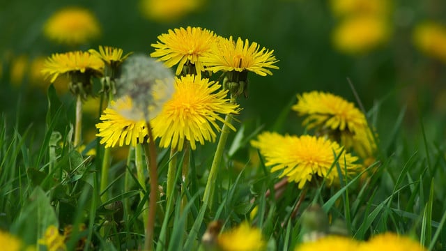 loewenzahn-nicht-rausreissen-pb-hans-linde-230426-1920x1209 Warum Löwenzahn den Bienen mehr nutzt als Rosen und Dahlien