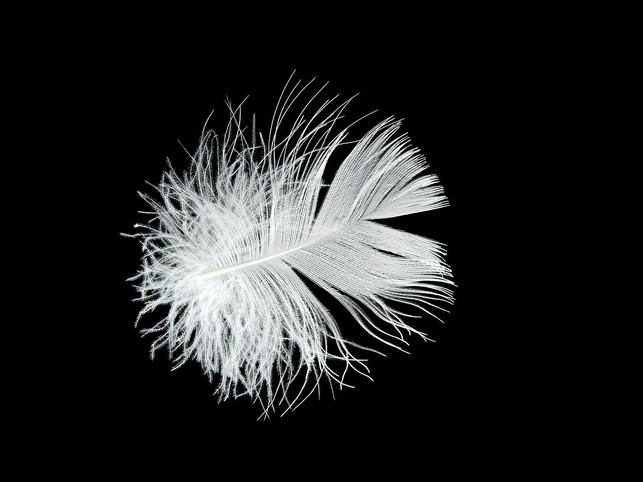 achte-beim-kauf-von-daunenkissen-darauf-dass-dies-cc0-pixabay-bru-no-200111_download Achte beim Kauf von Daunenkissen darauf, dass diese ohne Tierleid hergestellt wurden.