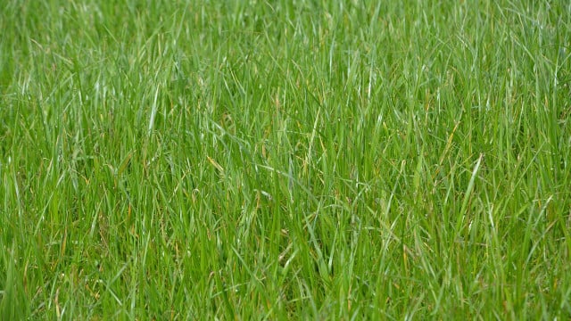 unkraut-im-rasen-cc0-pixabay-jaclou-dl-180528 Unkraut im Rasen