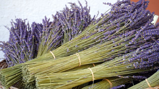 lavendelstraeusse-riechen-angenehm-und-koennen-spinne-cc0-pixabay-matthiasboeckel-250322_download Lavendelsträuße riechen angenehm und können Spinnen vertreiben.