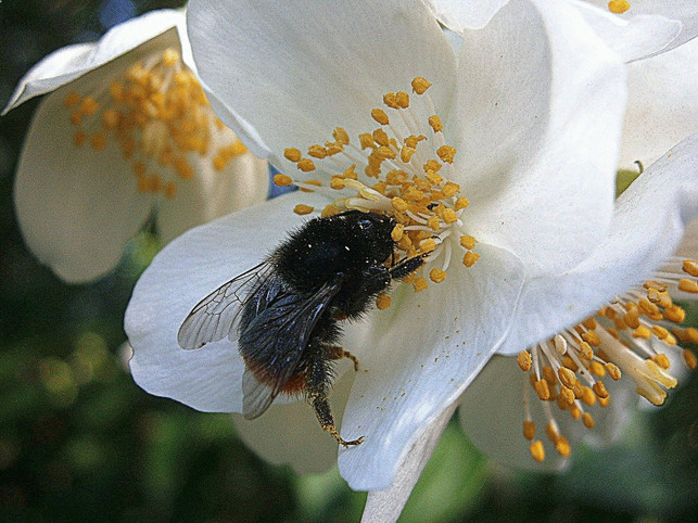 insekten-moegen-den-bauernjasmin-cc0-pixabay-eukalyptus-201015_download Insekten mögen den Bauernjasmin.