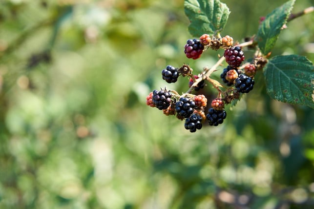 dank-ihrer-fruechte-ist-die-brombeere-nicht-nur-ein-cc0-pixabay-stefankulcsar-200218_download Dank ihrer Früchte ist die Brombeere nicht nur eine schnellwachsende Hecke, sondern auch eine beliebte Futterpflanze für Vögel.