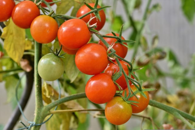 einige-tomatenpflanzen-wachsen-schneller-als-ander-cc0--pixabay--ralphs_fotos-250805_download einige Tomatenpflanzen wachsen schneller als andere.