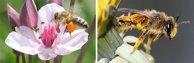 Honigbienen (links) und Wildbienen (rechts) unterscheiden sich in ihrer Lebensweise signifikant. Honigbienen (links) und Wildbienen (rechts) unterscheiden sich in ihrer Lebensweise signifikant.
