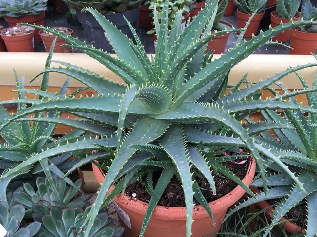 von-der-aloe-vera-kannst-du-das-gel-ernten-martina-naumannutopia-180602_download Von der pflegeleichten Aloe Vera kannst du auch als Zimmerpflanze das Gel ernten.