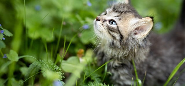 giftige pflanzen für katzen