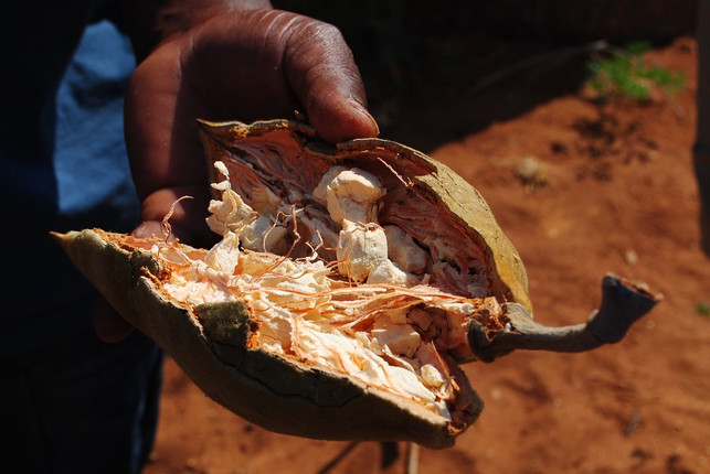 helles-schwammartiges-fruchtfleisch-der-baobab-fru-cc0-pixabay-nike159-210430_download Helles schwammartiges Fruchtfleisch der Baobab-Frucht.