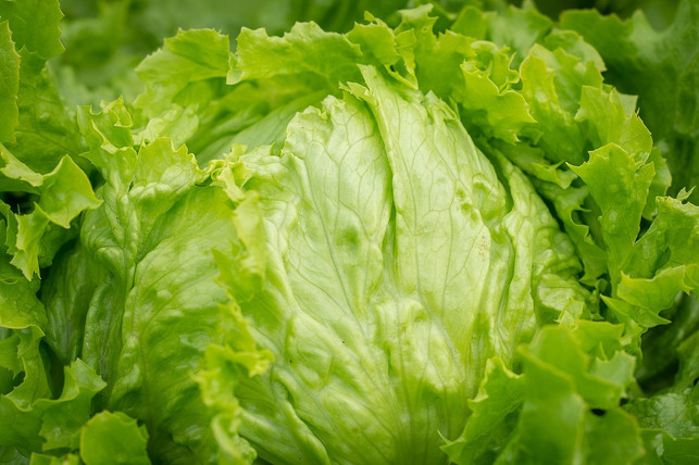 eisbergsalat-laesst-sich-schnell-und-einfach-zubere-cc0-pixabay-pezibear-230809_download Eisbergsalat lässt sich schnell und einfach zubereiten