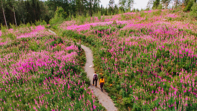 Nachhaltigkeit-in-der-Region-Jyvaeskylae-Option-2-Lakeland-Finland-Julia-Kivelae_web Die gesamte Region Jyväskylä beteiligt sich am Programm “Sustainable Travel Finland“.