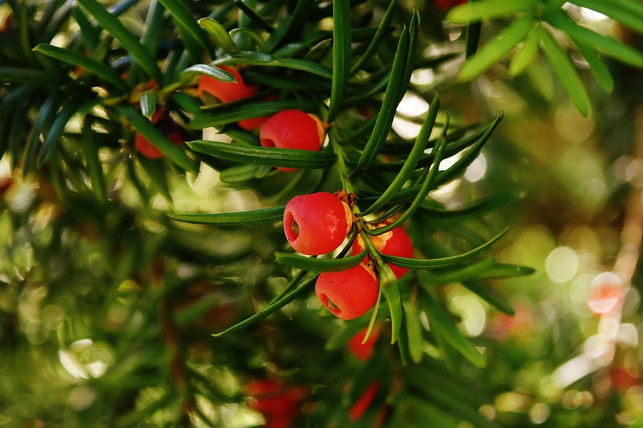 auch-eine-alte-eibe-zu-schneiden-lohnt-sich-wenn-cc0-pixabay-alexas_fotos-201002_download Auch eine alte Eibe zu schneiden lohnt sich, wenn du ihr zu neuem Wachstum verhelfen möchtest.