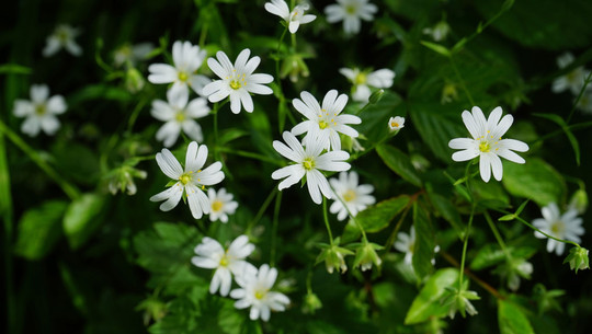 kraeuter-maerz-vogelmiere-pb Frisches Grün im März: Diese Wildkräuter solltest du unbedingt kennen