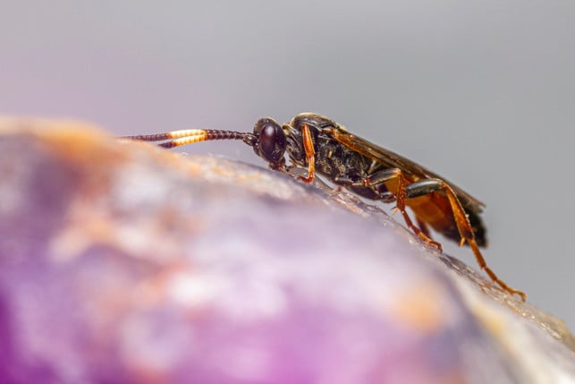 schlupfwespen-helfen-gegen-weisse-fliegen-cc0--pixabay--erik_karits-250513_download Schlupfwespen helfen gegen weiße Fliegen.