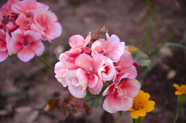 im-fruehjahr-kannst-du-deine-begonie-wieder-auspfla-cc0-pixabay-tatiana6-231028_download Im Frühjahr kannst du deine Begonie wieder auspflanzen