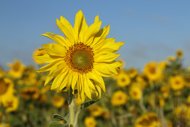 die-sonnenblume-schmueckt-dein-beet-auch-im-herbst-cc0--pixabay--desertrose7-250727_download Die Sonnenblume schmückt dein Beet auch im Herbst.