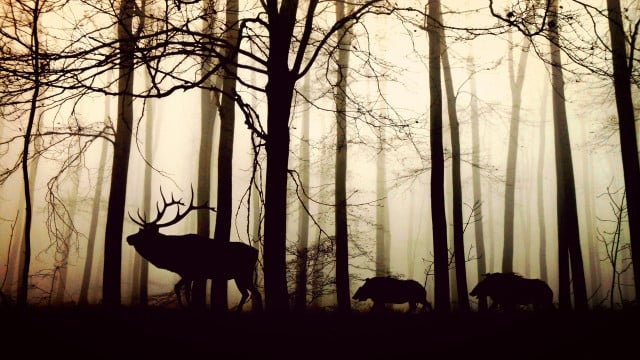 Der Wald ist nicht unser, sondern das Zuhause von Wildtieren.