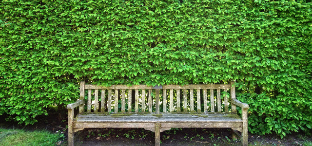 Hainbuchenhecke: Pflanzen, pflegen und schneiden - Utopia.de