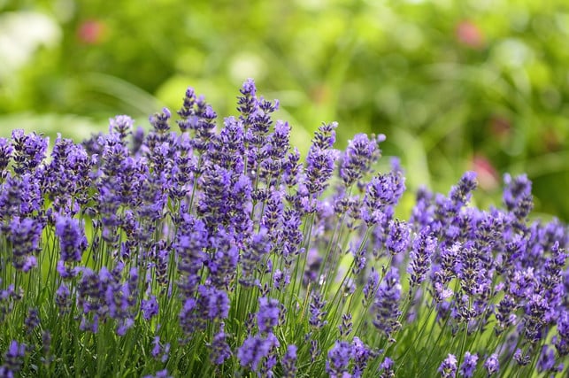 wenn-du-lavendel-richtig-schneiden-willst-orienti-cc0-pixabay-onkelramirez1-180608_download Wenn du Lavendel richtig schneiden willst, orientiere dich an der "Ein-Drittel-Zwei-Drittel-Methode".