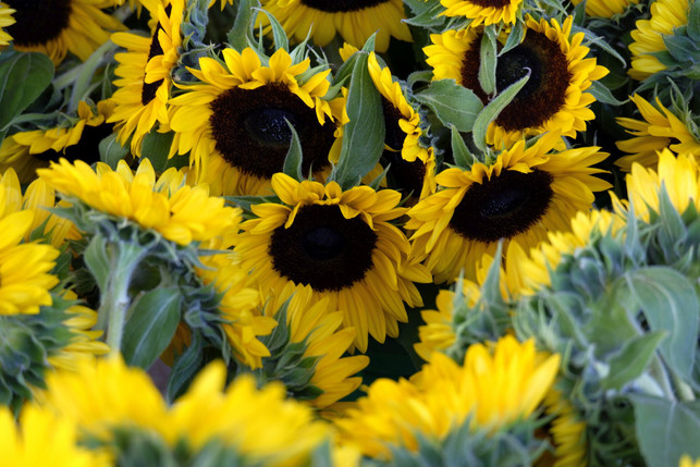 sonnenblumen-eigenen-sich-aus-mehreren-gruenden-nic-cc0--pixabay--danutaniemiec55-250626_download Sonnenblumen eigenen sich aus mehreren Gründen nicht als Nachbarn für Hortensien.