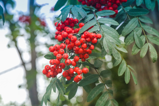 die-vogelbeere-bietet-vielen-tieren-nahrung-du-ka-cc0--pixabay--photorama-251003_download Die Vogelbeere bietet vielen Tieren Nahrung. Du kannst diese Hecke im Herbst pflanzen.