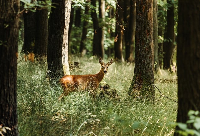 reh-oder-hirsch-hier-handelt-es-sich-um-ein-reh-cc0-pixabay-danny112-230105_download Reh oder Hirsch? Hier handelt es sich um ein Reh. Genauer: Ein erwachsenes, weibliches Reh, also eine Ricke.