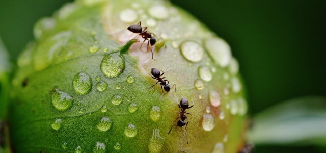 Ameisen im Hochbeet