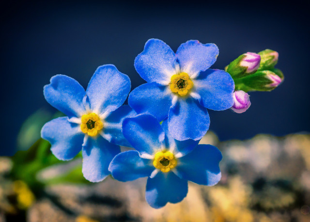 Vergissmeinnicht im Garten pflanzen und pflegen So geht's Utopia.de