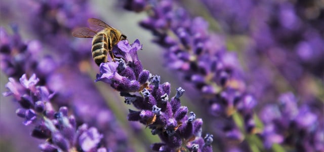 Wie deine Balkonpflanzen Bienen töten, anstatt sie zu retten