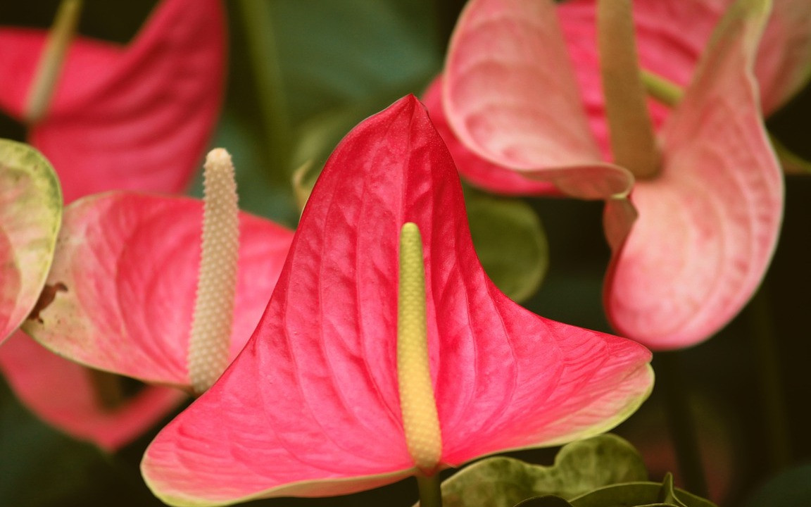 Flamingoblume: So pflegst du Anthurien richtig - Utopia.de