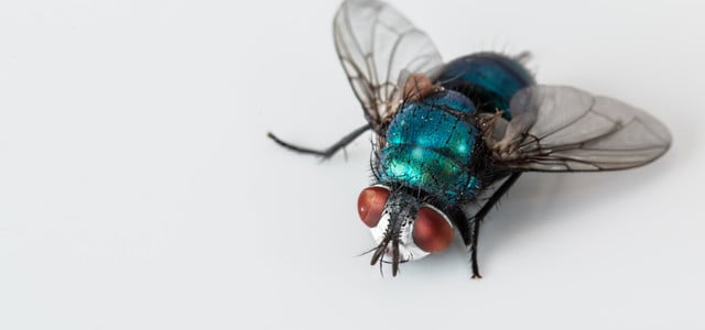 Fliegen vertreiben