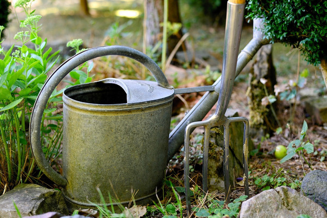 zur-pflege-von-mutterkraut-gehoert-vor-allem-regelm-cc0-pixabay-congerdesign-190618_download Zur Pflege von Mutterkraut gehört vor allem regelmäßiges Gießen