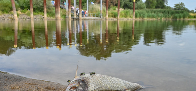Brandenburg, Lebus: Ein toter Fisch liegt am Ufer vom deutsch-polnischen Grenzfluss Oder.
