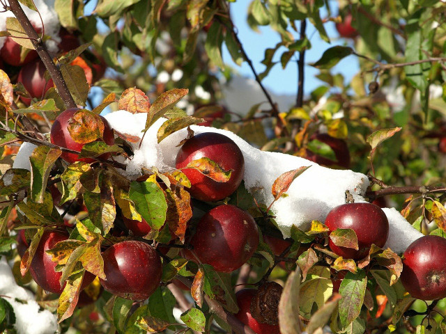 Some varieties do not ripen until very late in the year, so you can store the apples for the winter instead of using them right away.