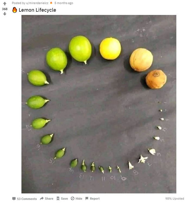 lifecycle-lemon-s-reddit-mirandanielcz-201128- Lebenszyklus, Pflanze, Obst, Twitter, Reddit
