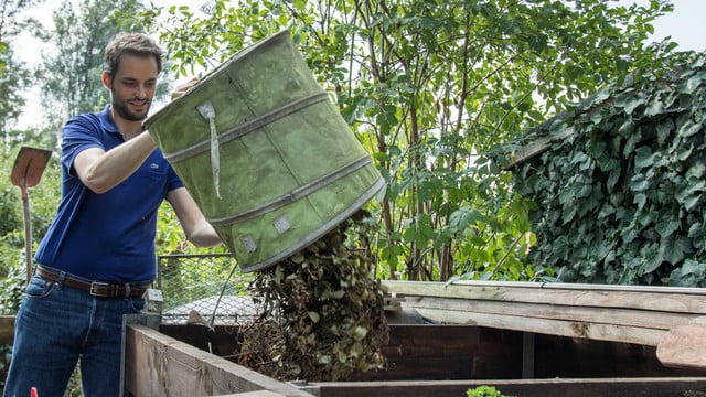 Kranke Pflanzen? Nicht alles darf auf den Kompost Ein Mann in blauem Poloshirt und Jeans leert einen grünen Behälter mit Gartenabfällen in einen großen Kompostbehälter aus Holz, umgeben von grünen Pflanzen und Bäumen.