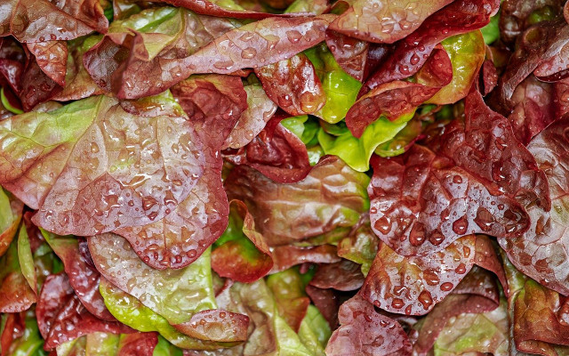 salat welk lebensmittel auffrischen salat welk lebensmittel auffrischen