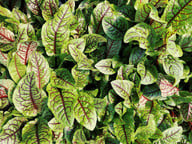 sauerampfer-erntest-du-am-besten-jung-damit-er-ni-cc0-pixabay-wokandapix-230203_download Sauerampfer erntest du am besten jung, damit er nicht so bitter schmeckt.