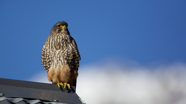 Mit 200 km/h zum Sieg: Das ist Neuseelands Vogel des Jahres Karearea Neuseelandfalke