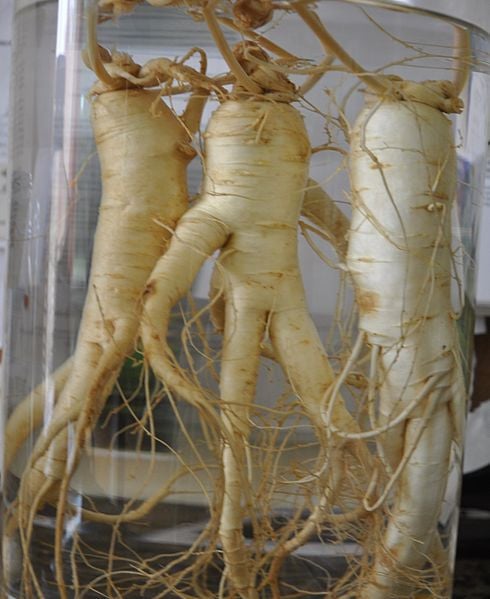 wisconsinginseng Ginsengwurzel, eingelegt