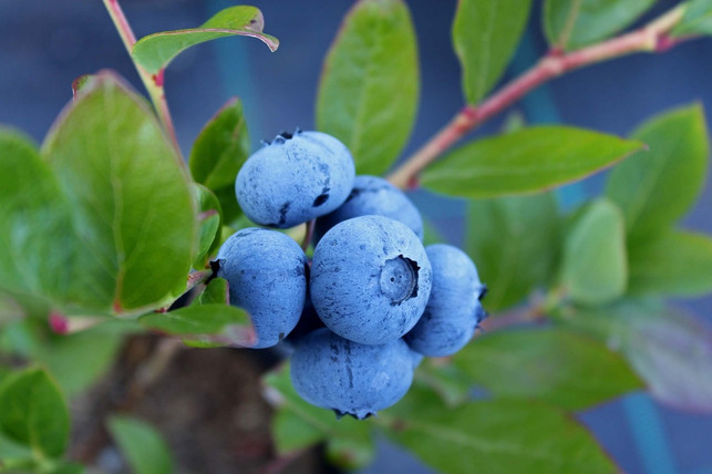 wenn-du-eine-besonders-reiche-ernte-haben-willst-cc0-pixabay-xicocool-191011_download Wenn du eine besonders reiche Ernte haben willst, solltest du deine Heidelbeeren regelmäßig schneiden.