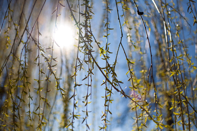 flachwurzler-wie-die-weide-passen-nicht-zu-hortens-cc0--pixabay--laura_o-250626_download Flachwurzler wie die Weide passen nicht zu Hortensien.