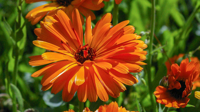 yoksel-zok-UCcMtCDHhxo-unsplash_1920x1080px Calendula Ringelblume Heilpflanze Naturkosmetik