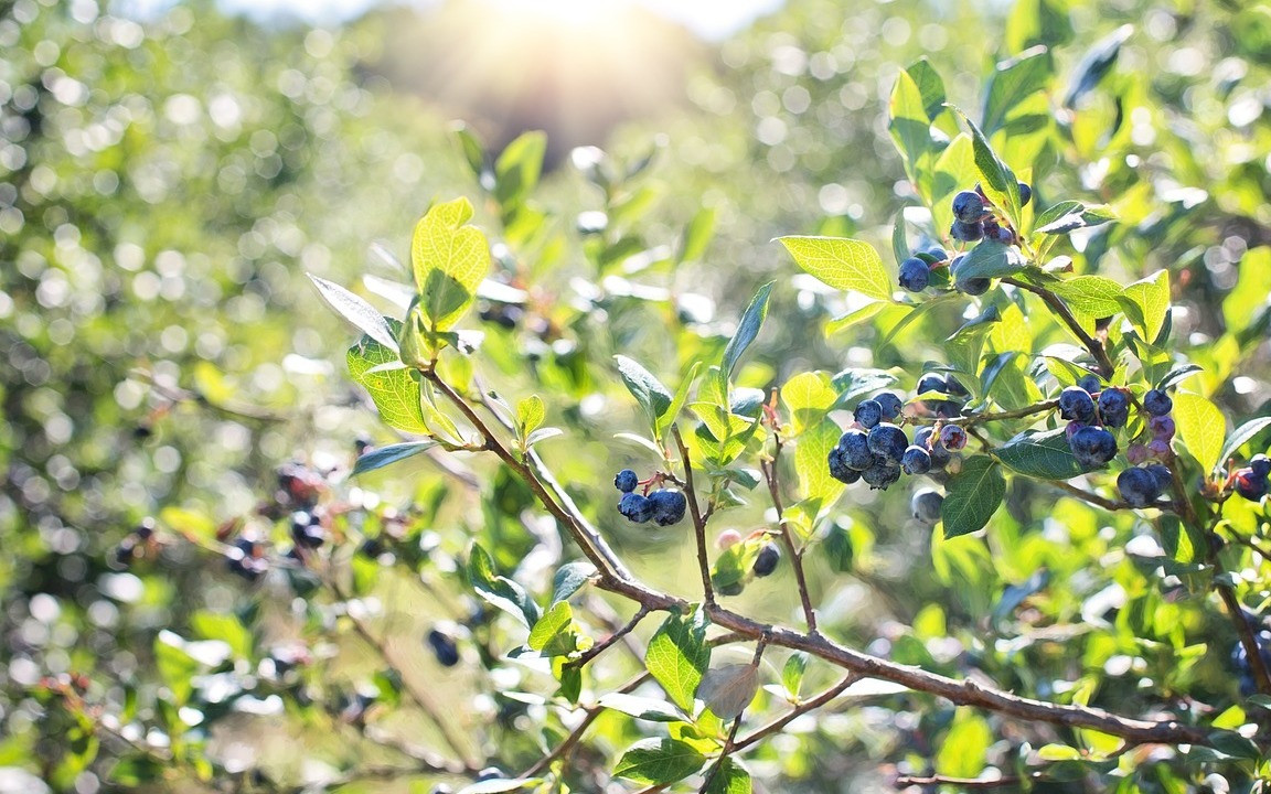 Heidelbeeren schneiden: So steigerst du die Ernte - Utopia.de