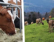 Milchkühe in Deutschland: angebunden und auf der Weide