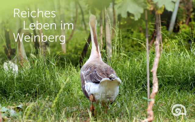 Tiere im Weinberg