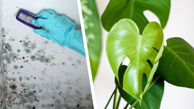 Schimmelgefahr durch Zimmerpflanzen Schimmel durch Zimmerpflanzen